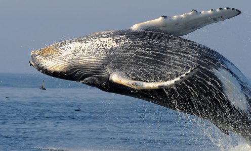 Stellwagen Bank National Marine Park